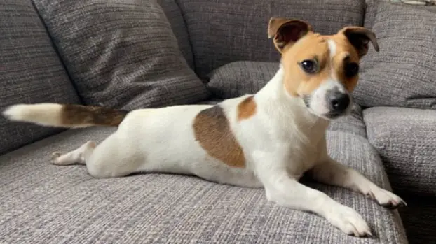 Dog owners given stark warning as family's Jack Russell dies from venomous snake bite in UK
