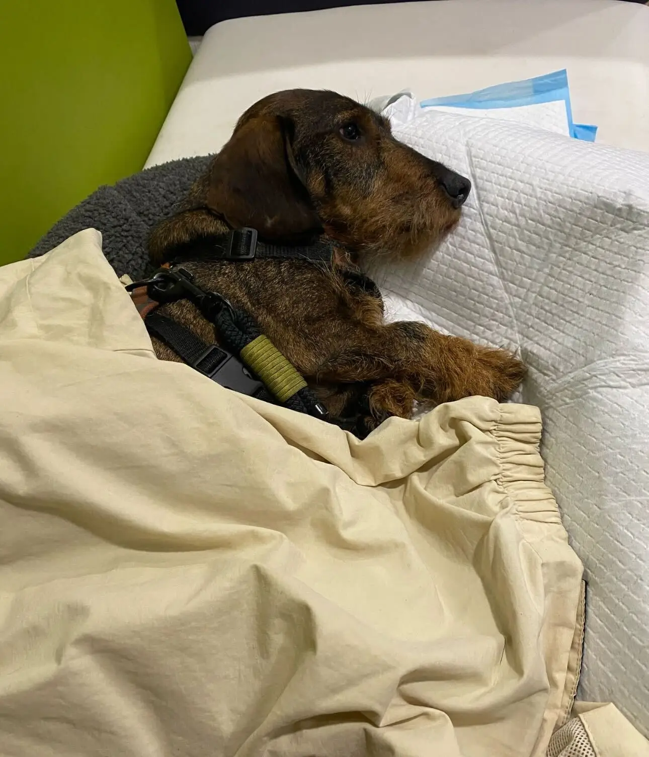 Chloe believes pricing at the vets are like the 'Wild West' (LADbible)