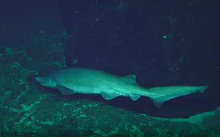 Another view of the rarely spotted shark (Schmidt Ocean Institute)