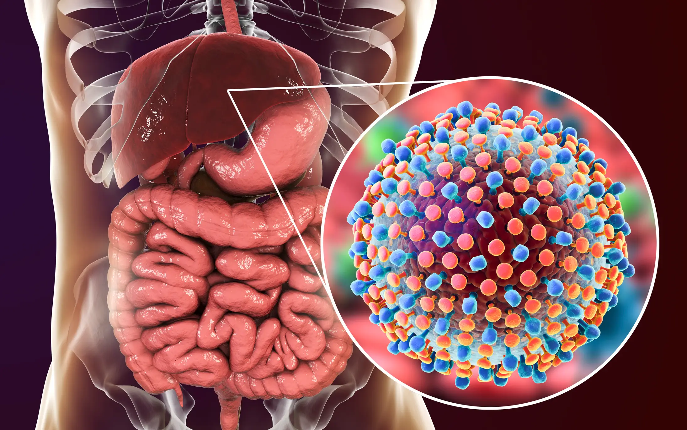 Hepatitis C damages the liver (Getty Stock Images)