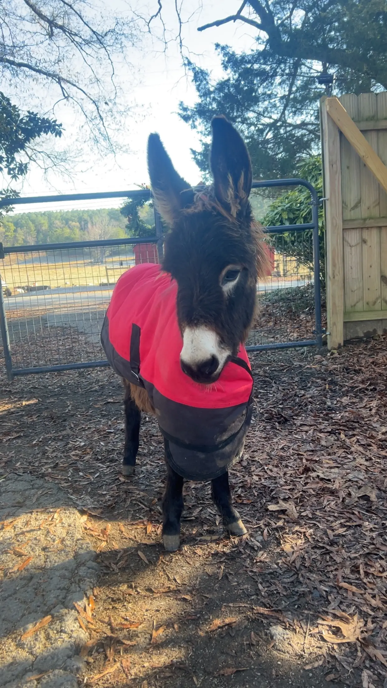 The police officer who shot the baby donkey has been placed on leave (GoFundMe)