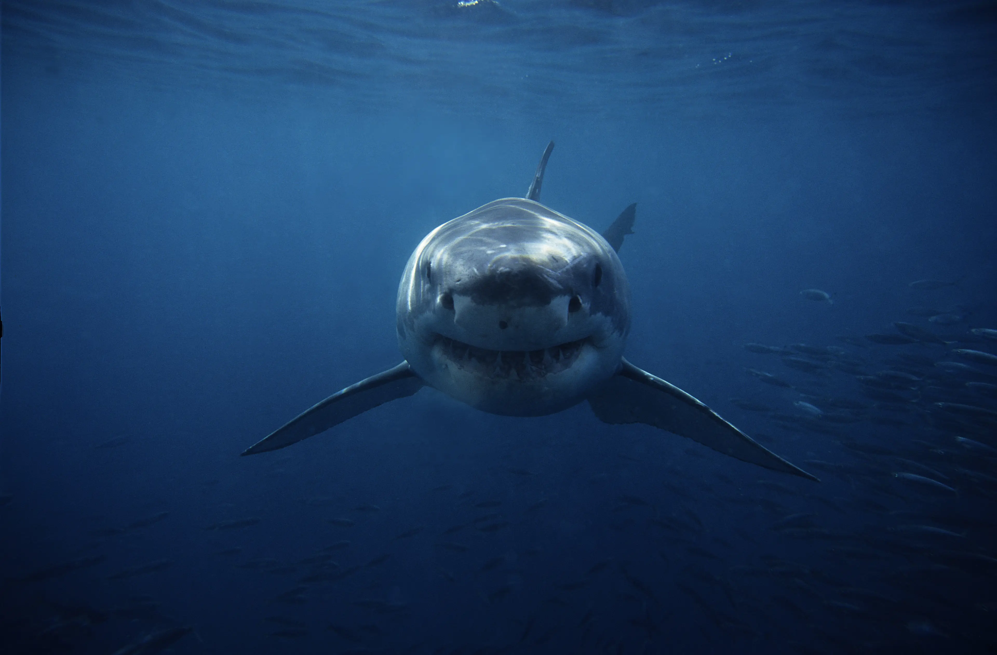 The great white shark doesn't do well in captivity (Getty Stock Image)