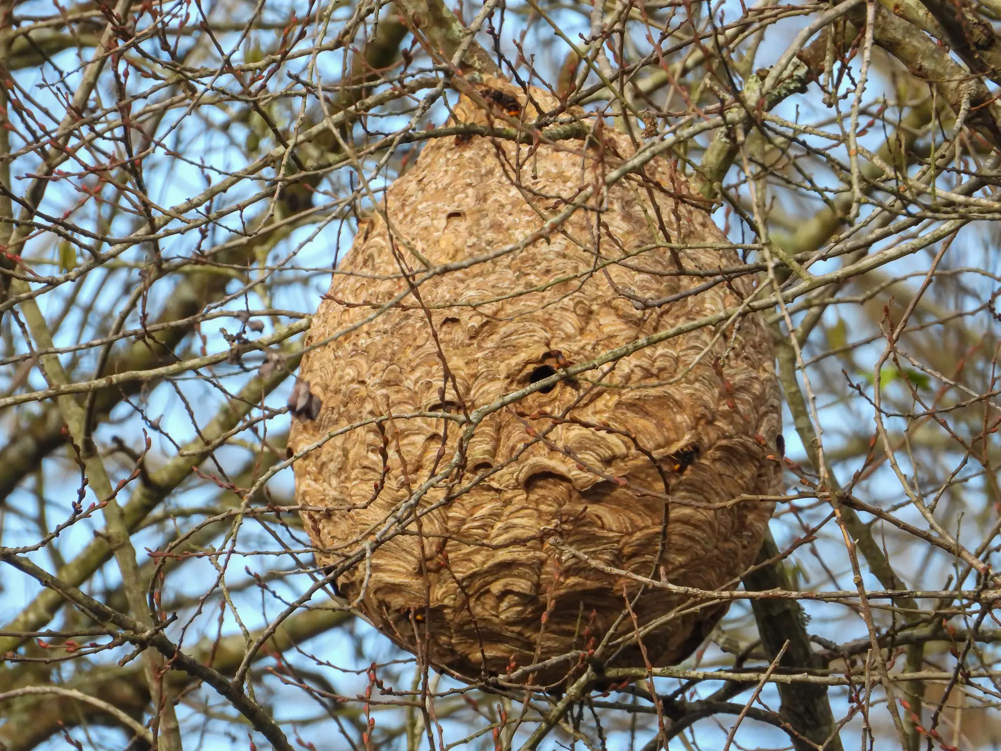 The first Asian Hornet nest of the year was discovered on 16 April (Getty Stock Image)