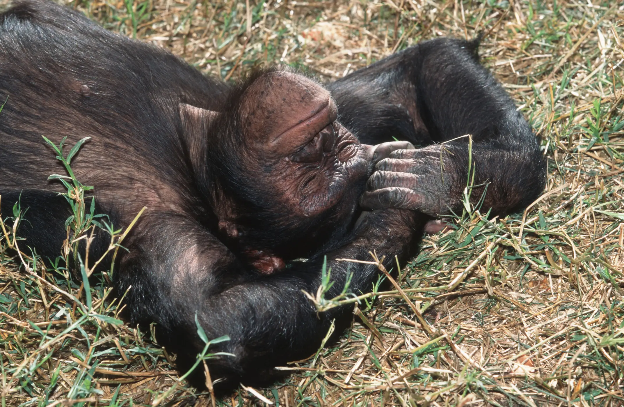 The chimps in the study got pretty tired (Getty Stock)