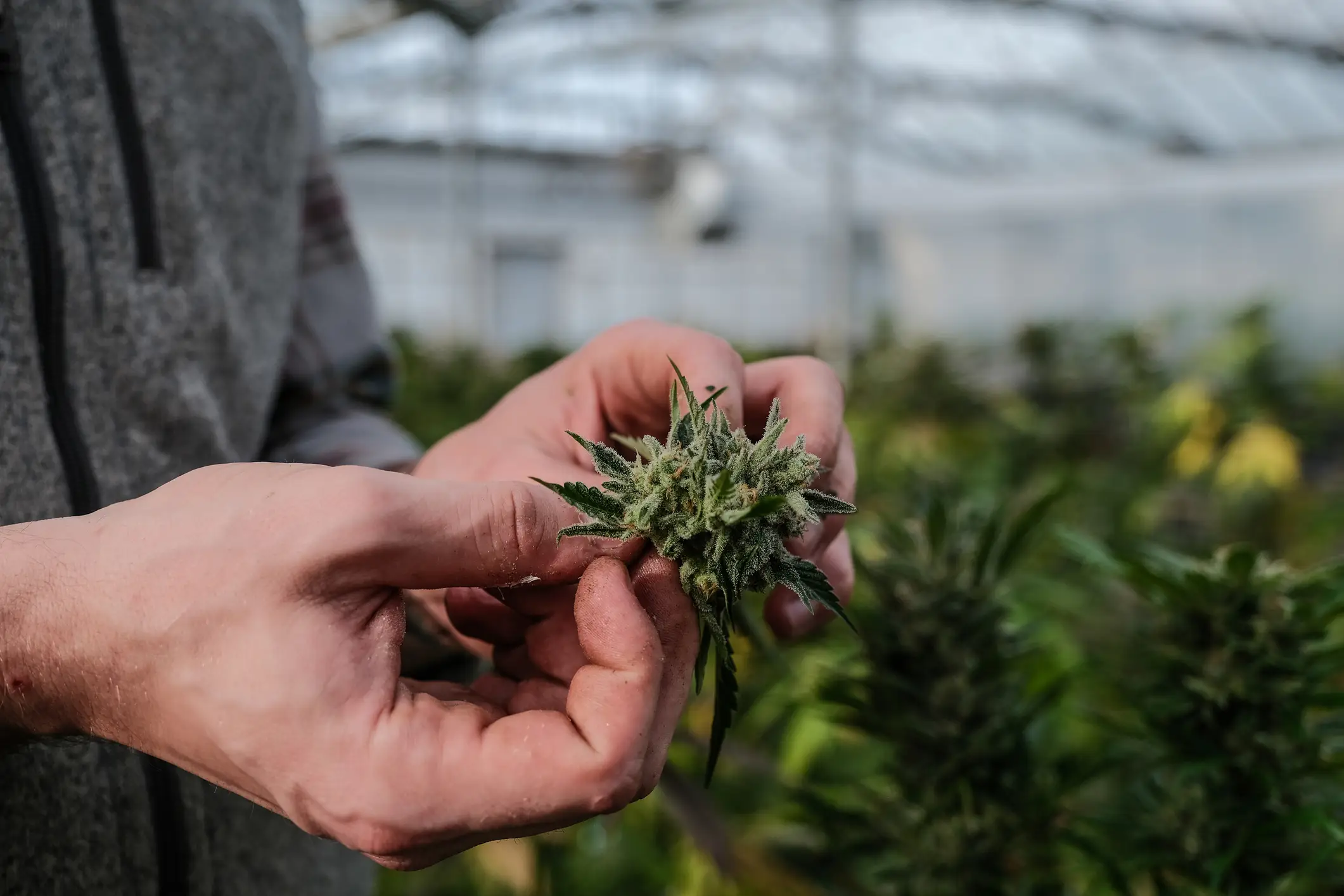 Marijuana has a new classification in the US (David Odisho/Bloomberg)