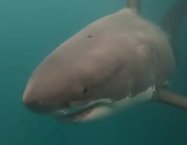 The shark can be seen with a hole in its head (California White Shark Project)