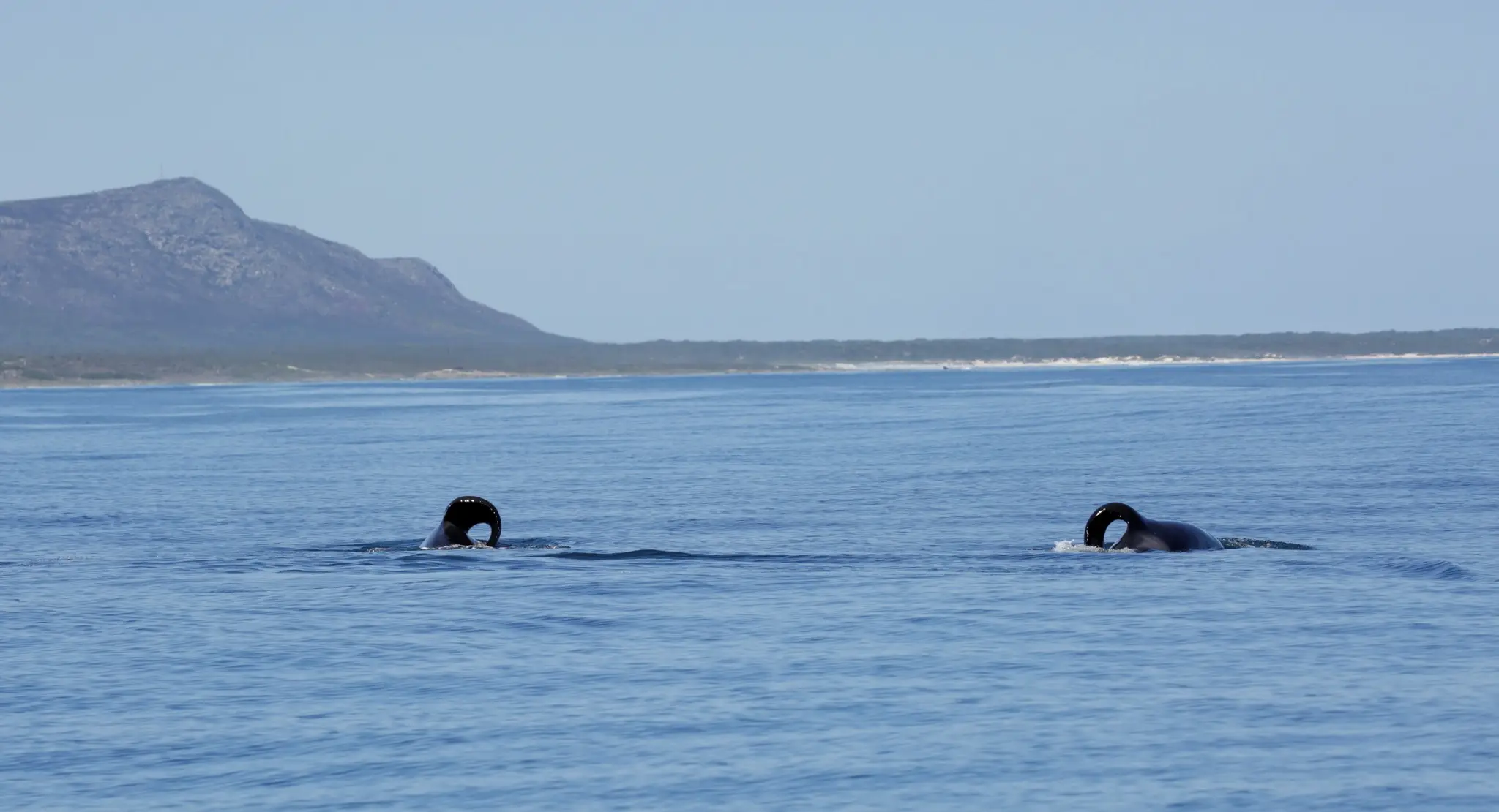 Port and Starboard, the orcas terrorising sea life in South Africa.