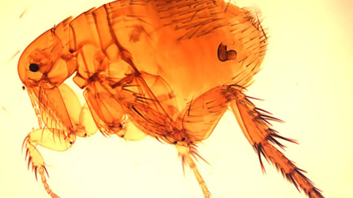 The illness is spread when fleas come into contact with infected animals (CDC)