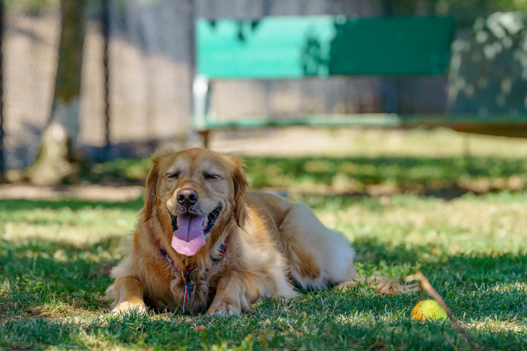 Most animals try to cool down by panting because they can't sweat, lots of panting means they really need to cool off (Getty Stock Photo) 