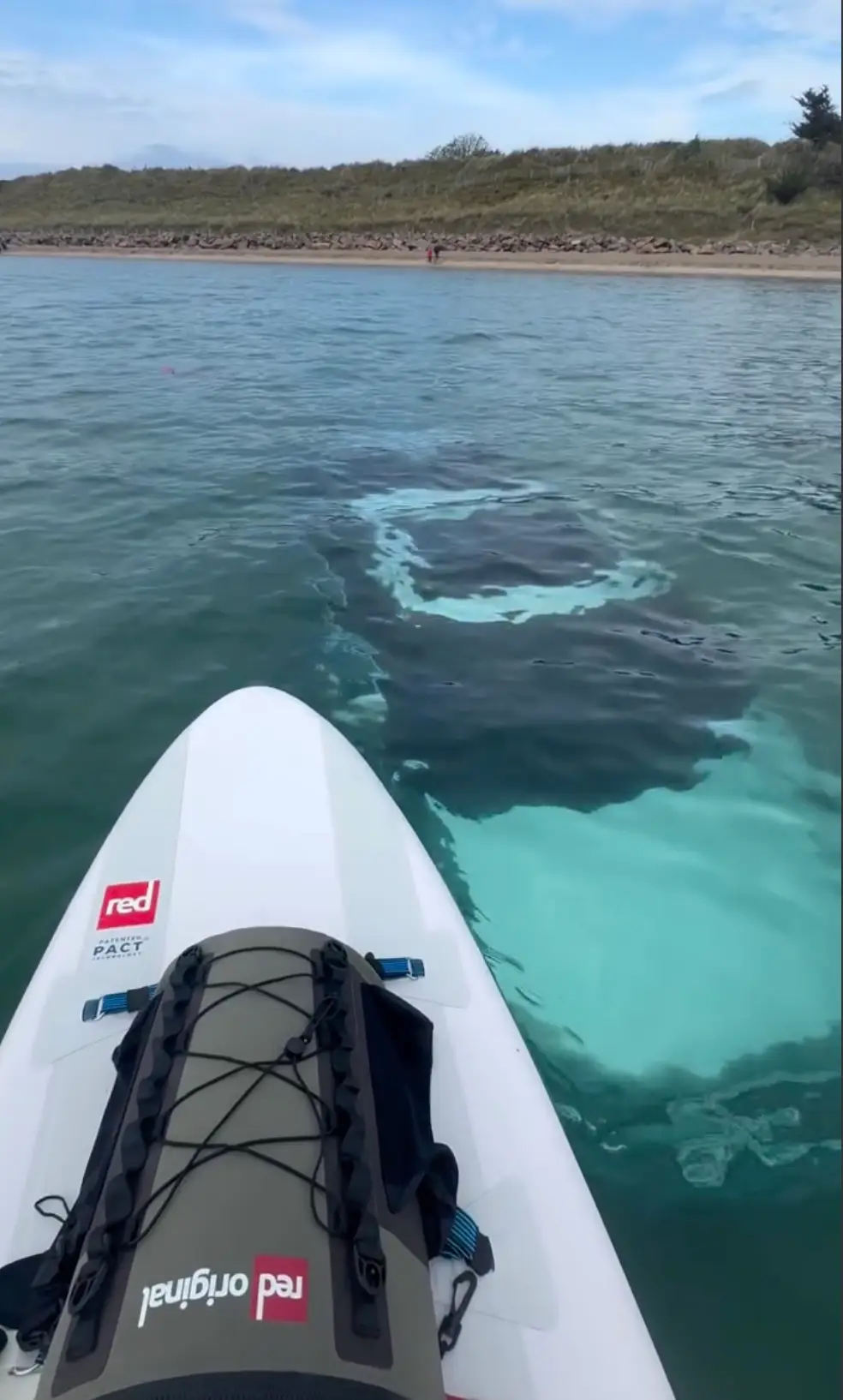 The paddleboarder then went in for a closer look at the £80,000 Land Rover Discovery (Wales News Service)