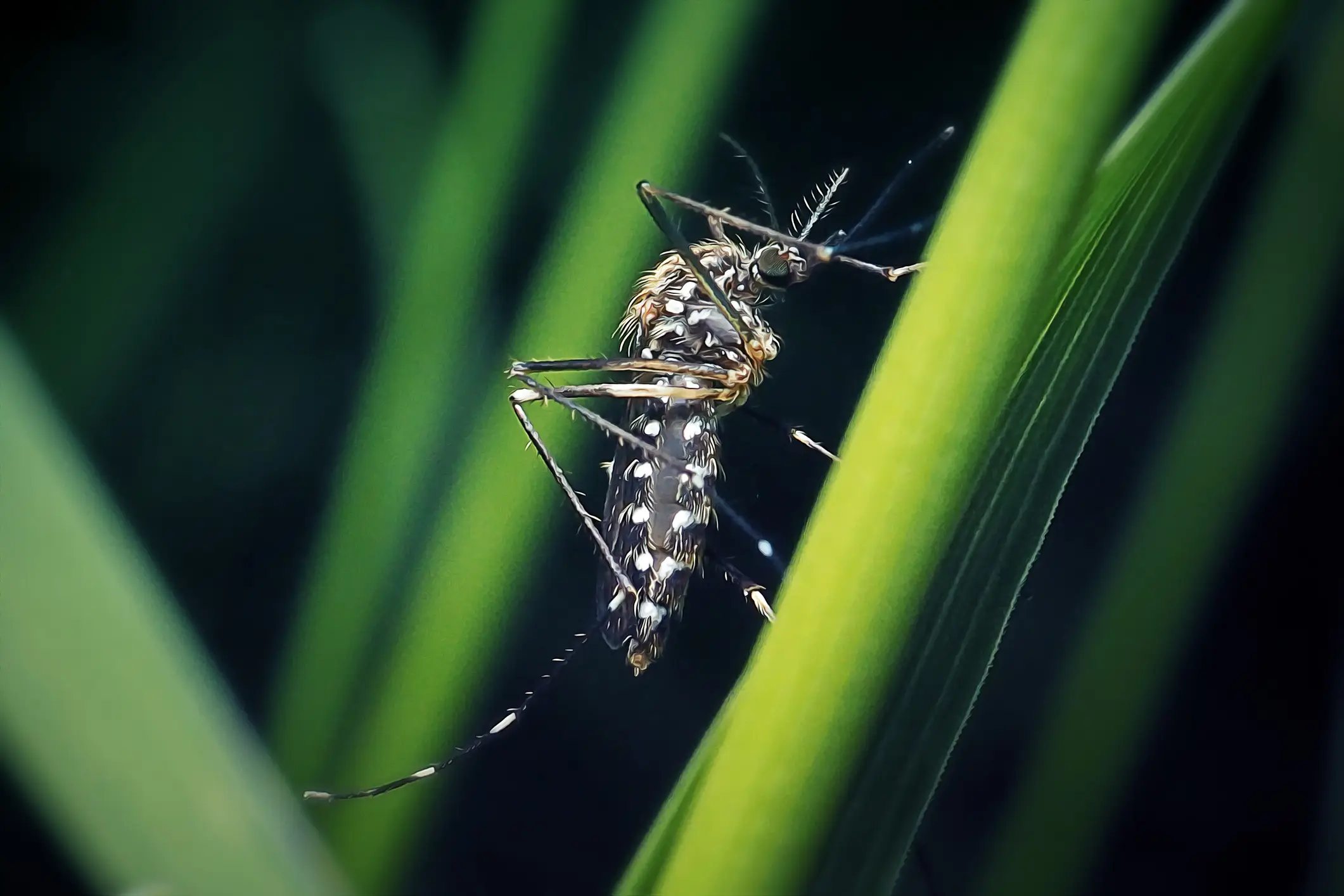 The virus is spread through infected mosquitoes (Getty Stock Images)