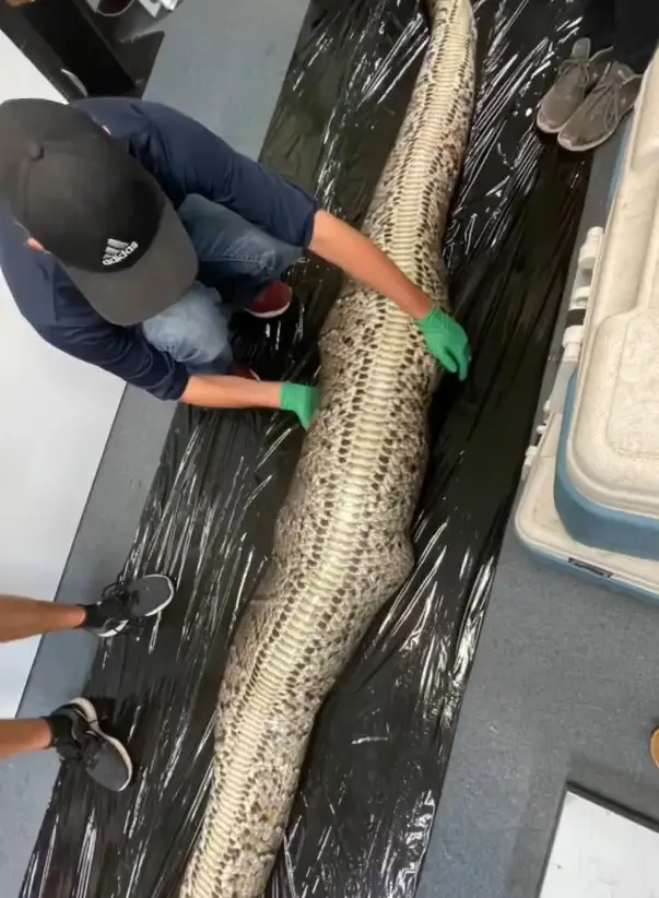 Pardon my language but that's a heckin' big snake right there.