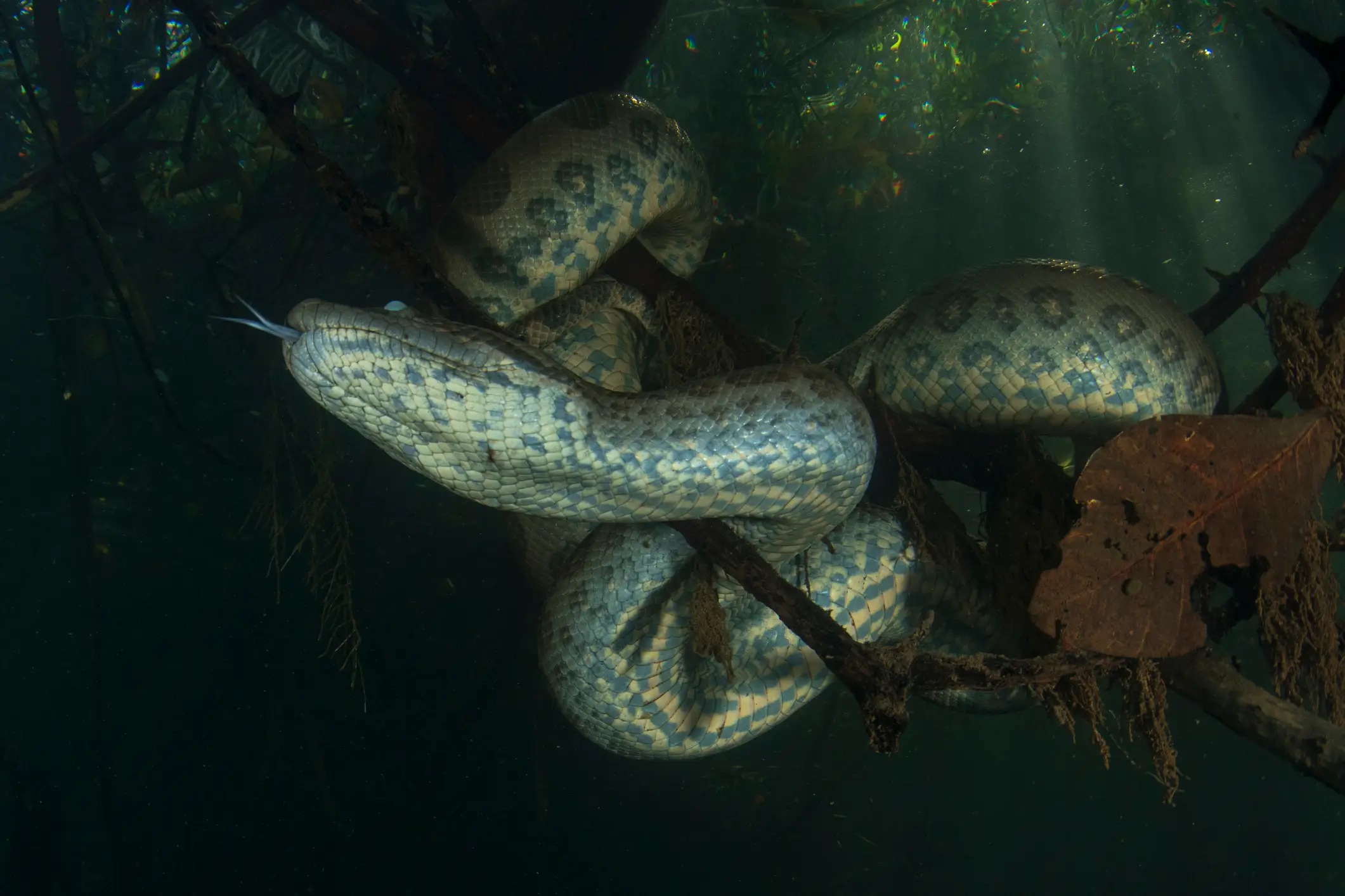 Green anacondas are the largest and heaviest snakes in the world (Getty Stock Images)