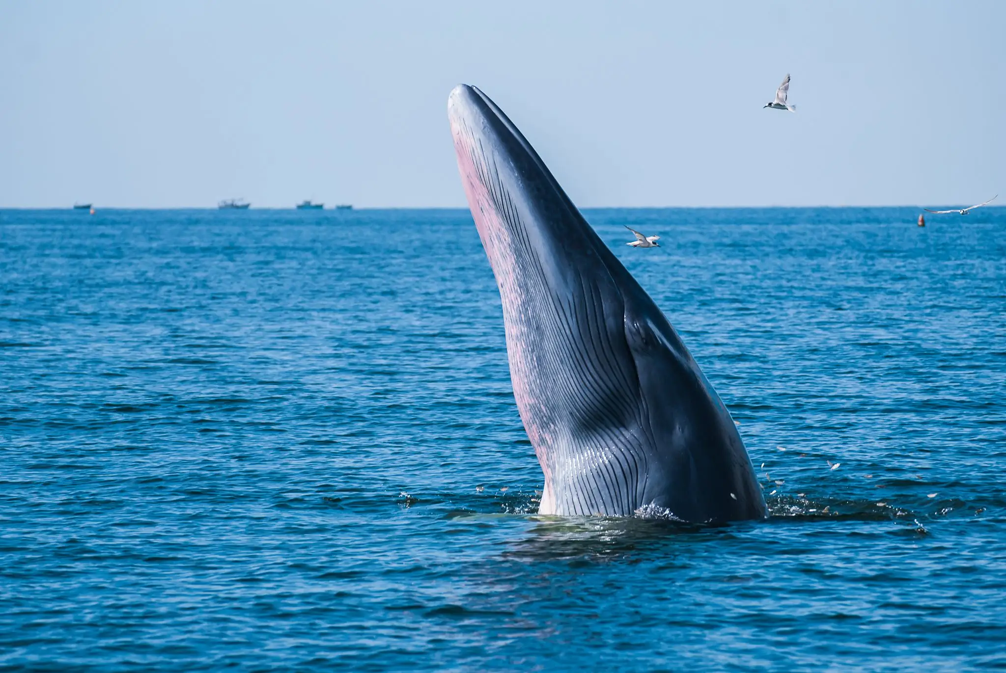 Bryde's whales are the culprit (Getty Stock Image)