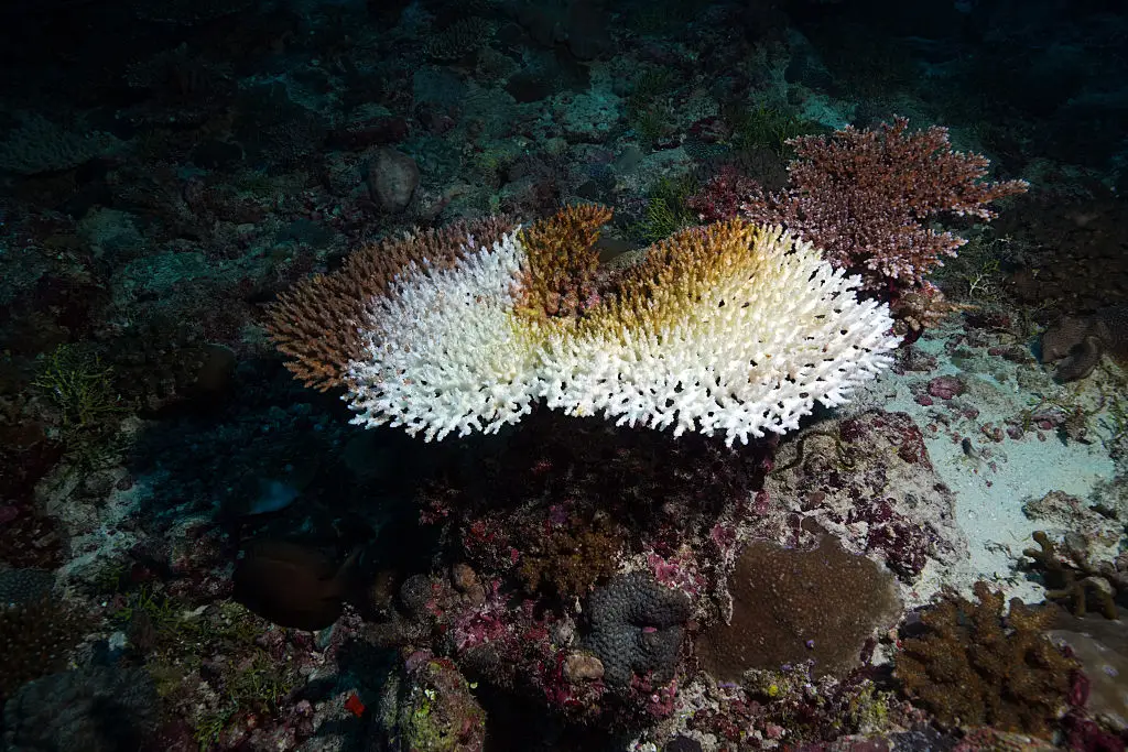 Climate change is threatening our coral reefs (Photo by Tahsin Ceylan/Anadolu via Getty Images)