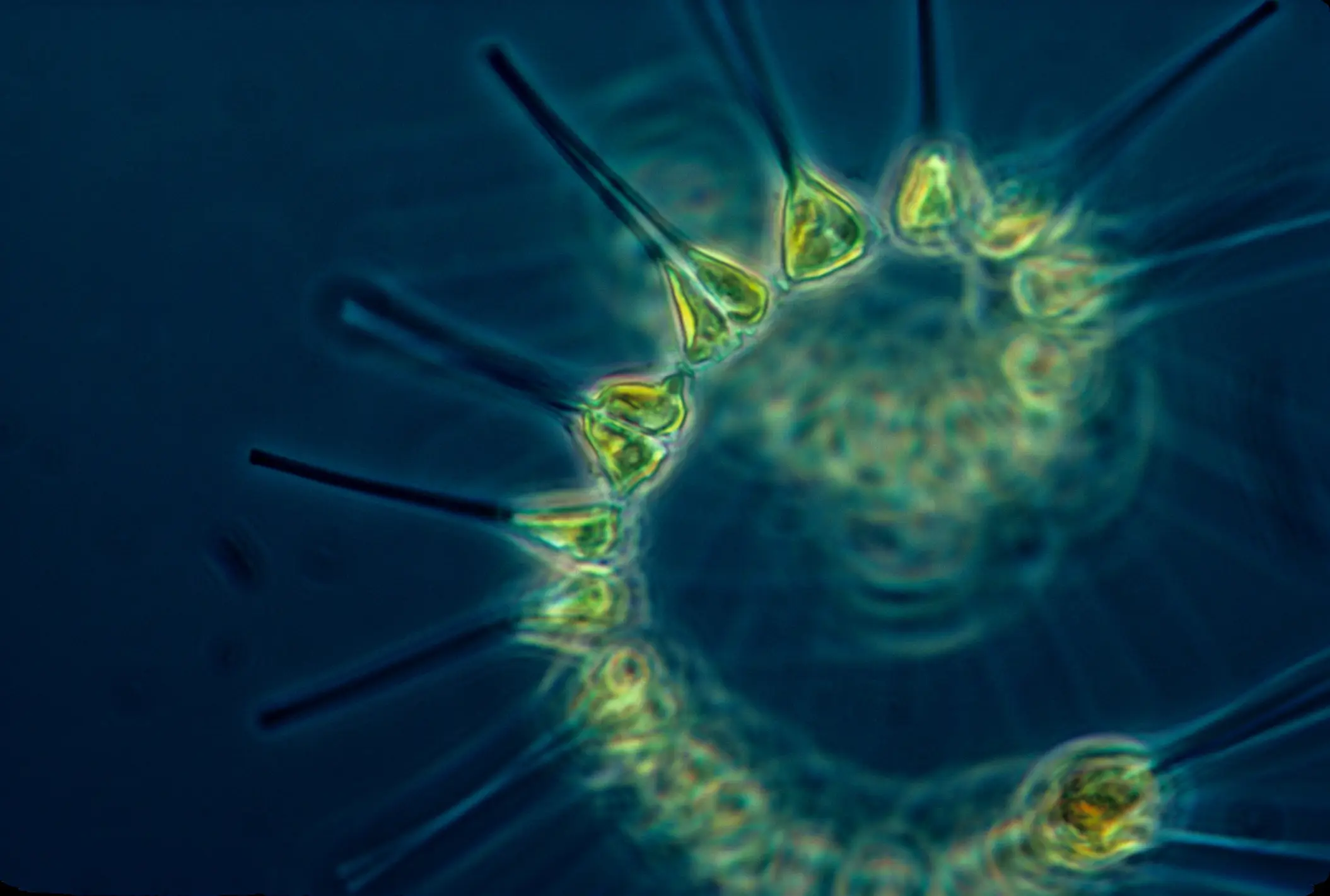 On Earth, marine phytoplankton produces dimethyl sulfide, Dr Steinke says it being discovered in K2-18b's atmosphere could point towards similar life on that planet (Getty Stock Photo)