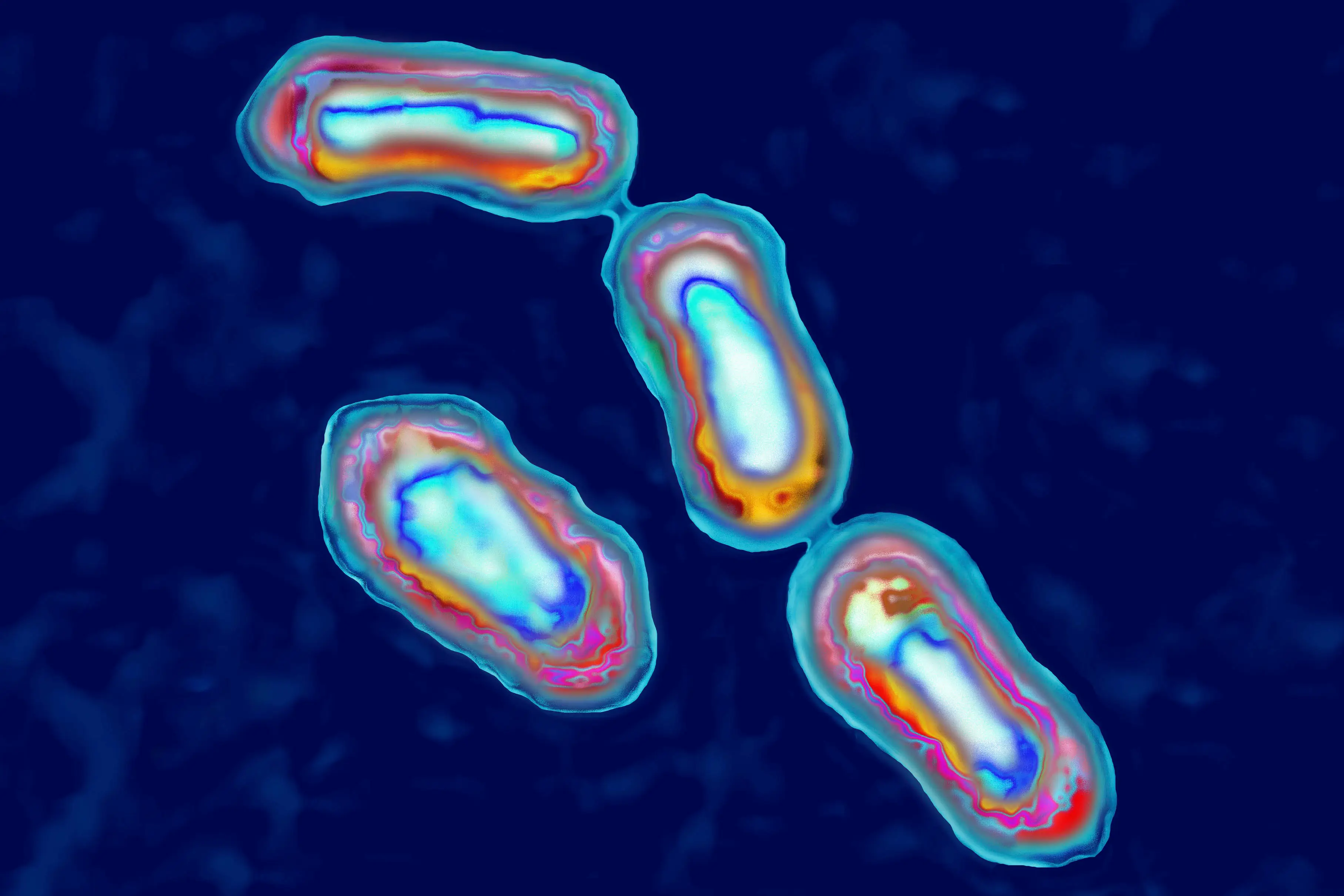 Yersinia Pestis bacteria causes bubonic plague in humans and animals (BSIP/UIG Via Getty Images)