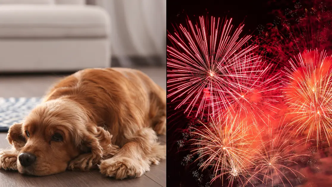 Dog owners urged to put one song on tonight that will calm your pets during bonfire night fireworks