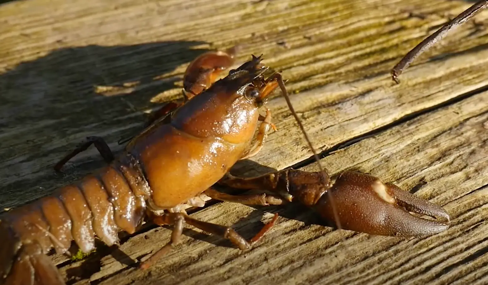 You must kill these creatures on sight (YouTube/Angling Trust)
