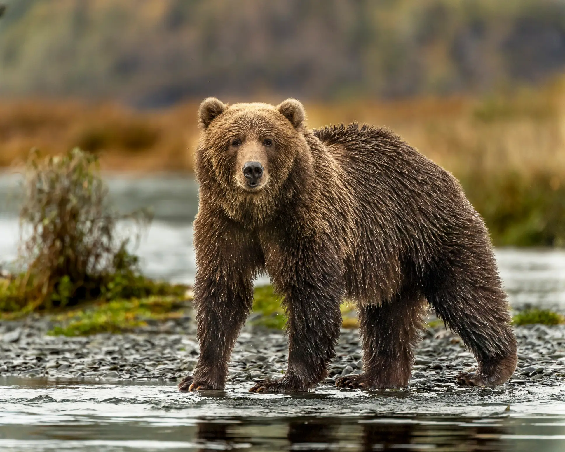 Encountering one of these guys does not look fun (Getty Stock Images)