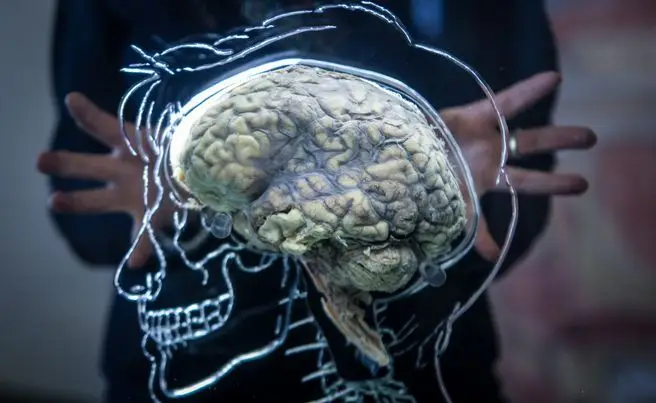 The fruit has been found to help prevent serious health conditions such as dementia.