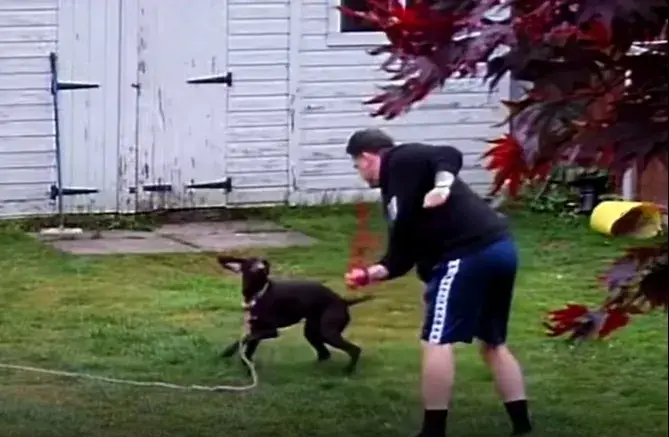 They whipped and kicked the dog whilst his family was away (RSPCA)