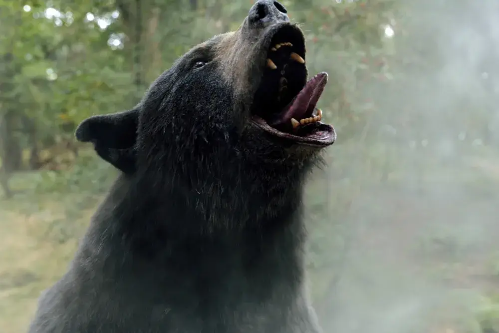 Cocaine Bear spawned out of this true story (Universal Pictures)