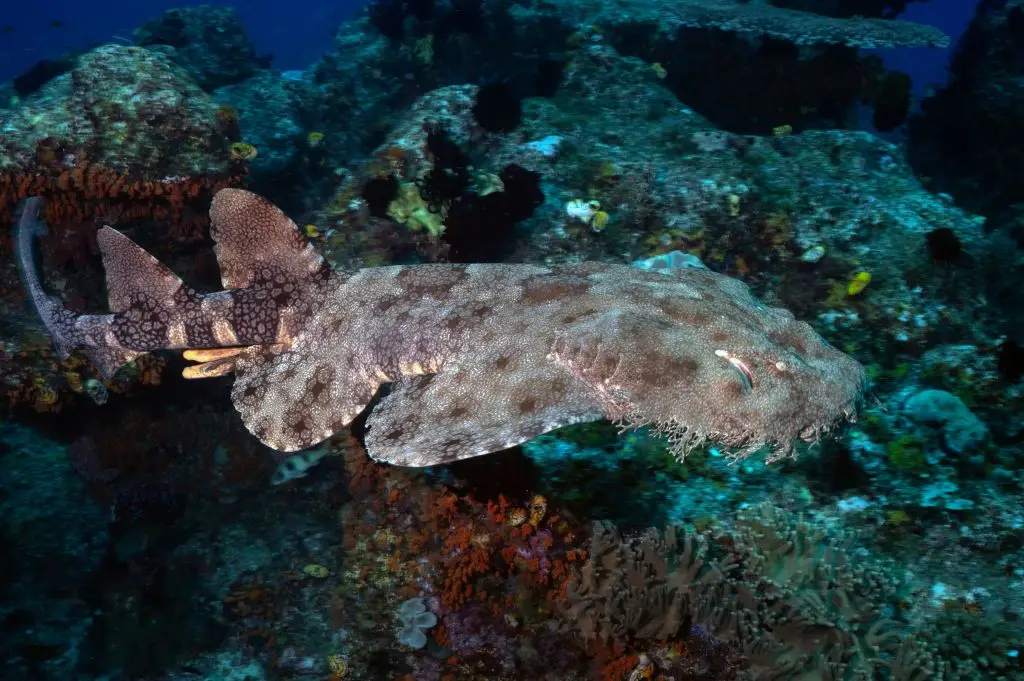 The wobbegong shark (Lillian SUWANRUMPHA / AFP)