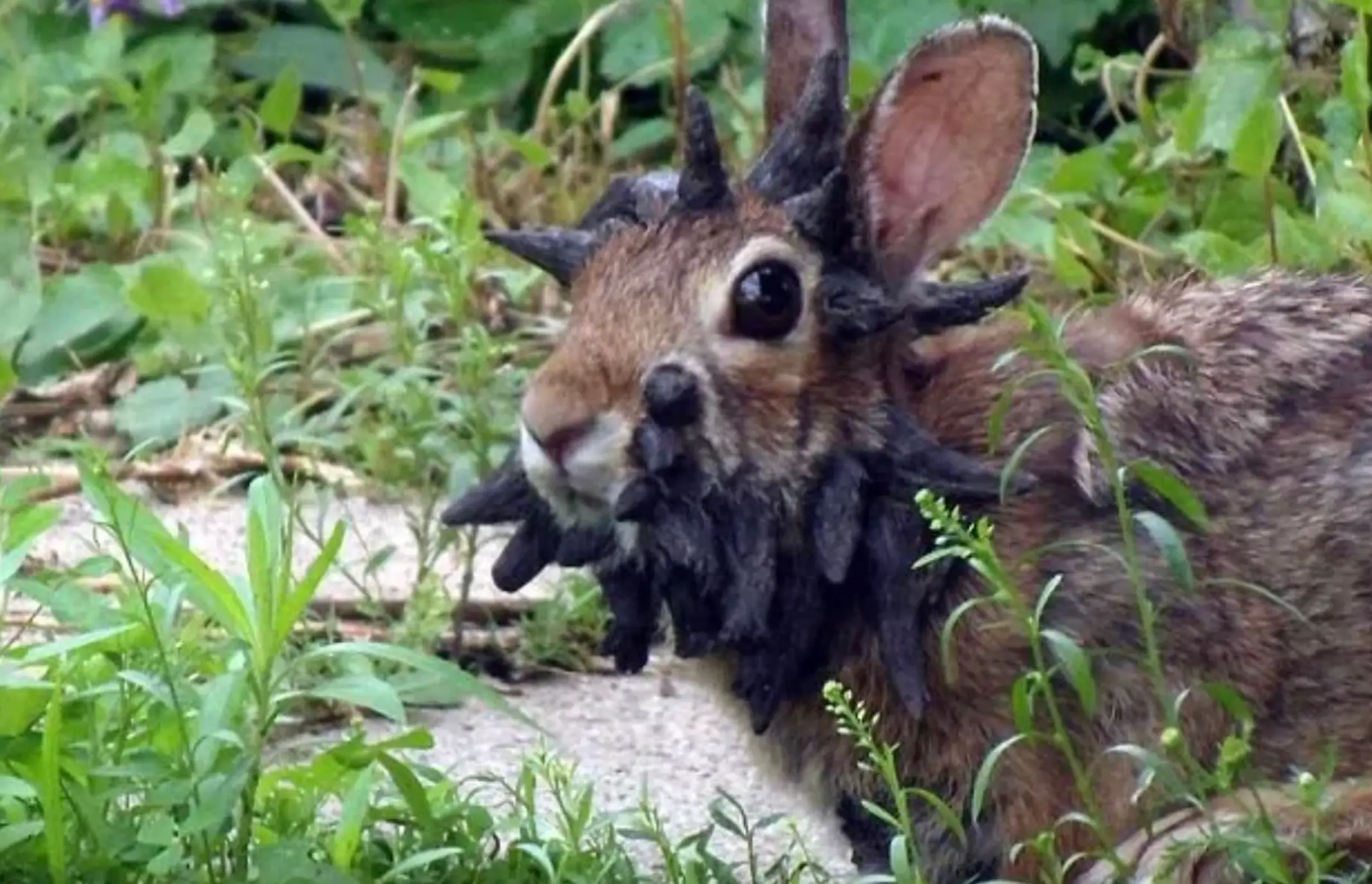 CRPV predominantly affects rabbits in the US (Reddit)