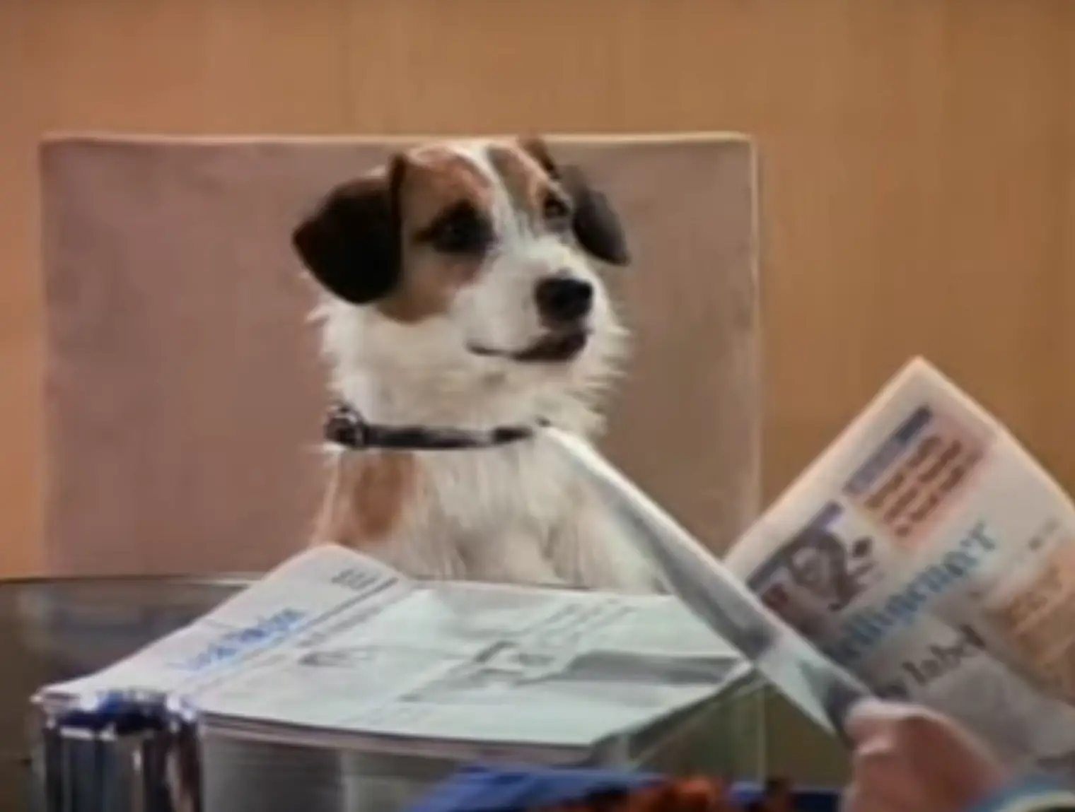 $10,000 an episode for being a dog. It's not ruff work if you can get it. (NBC)