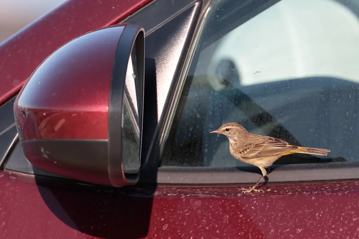 Hey look! It's a bird! (Getty Stock Photo)