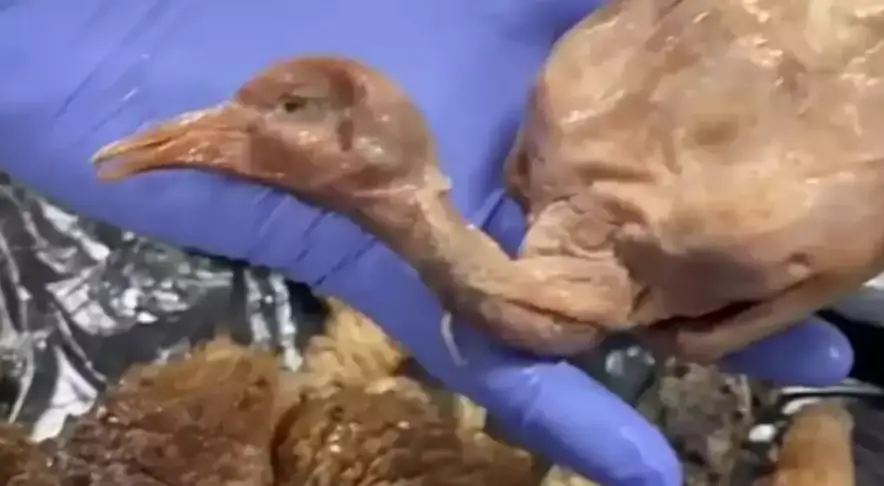 The gruesome swap was uncovered by police last month (Policia Muncipal de Madrid)