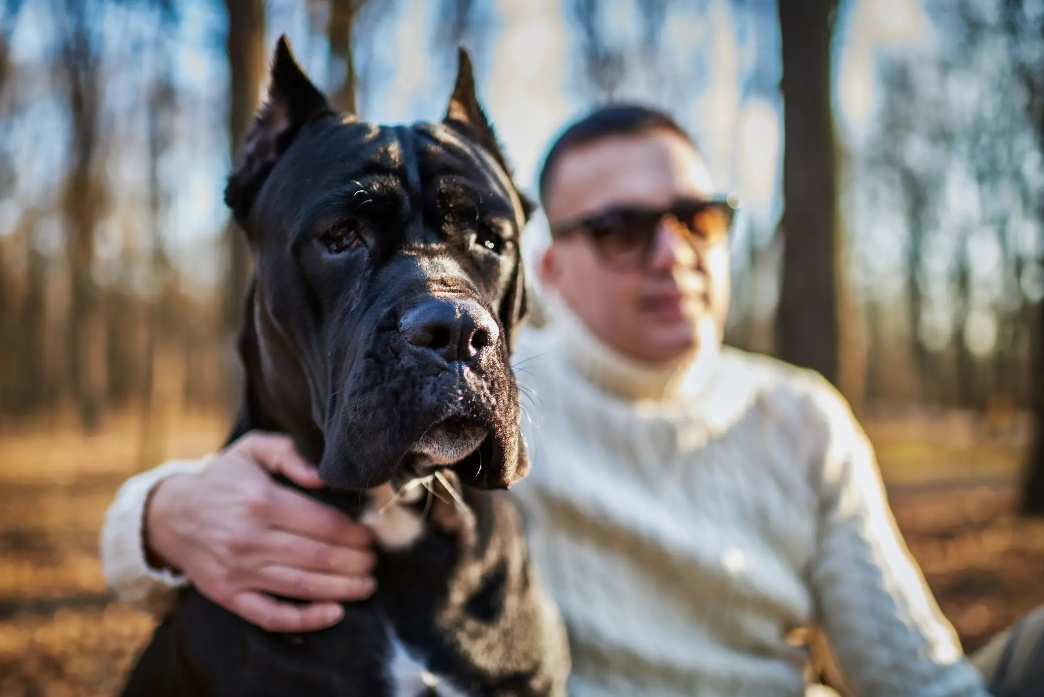 There are fears the Cane Corso could become the new XL Bully (Getty Stock Images)