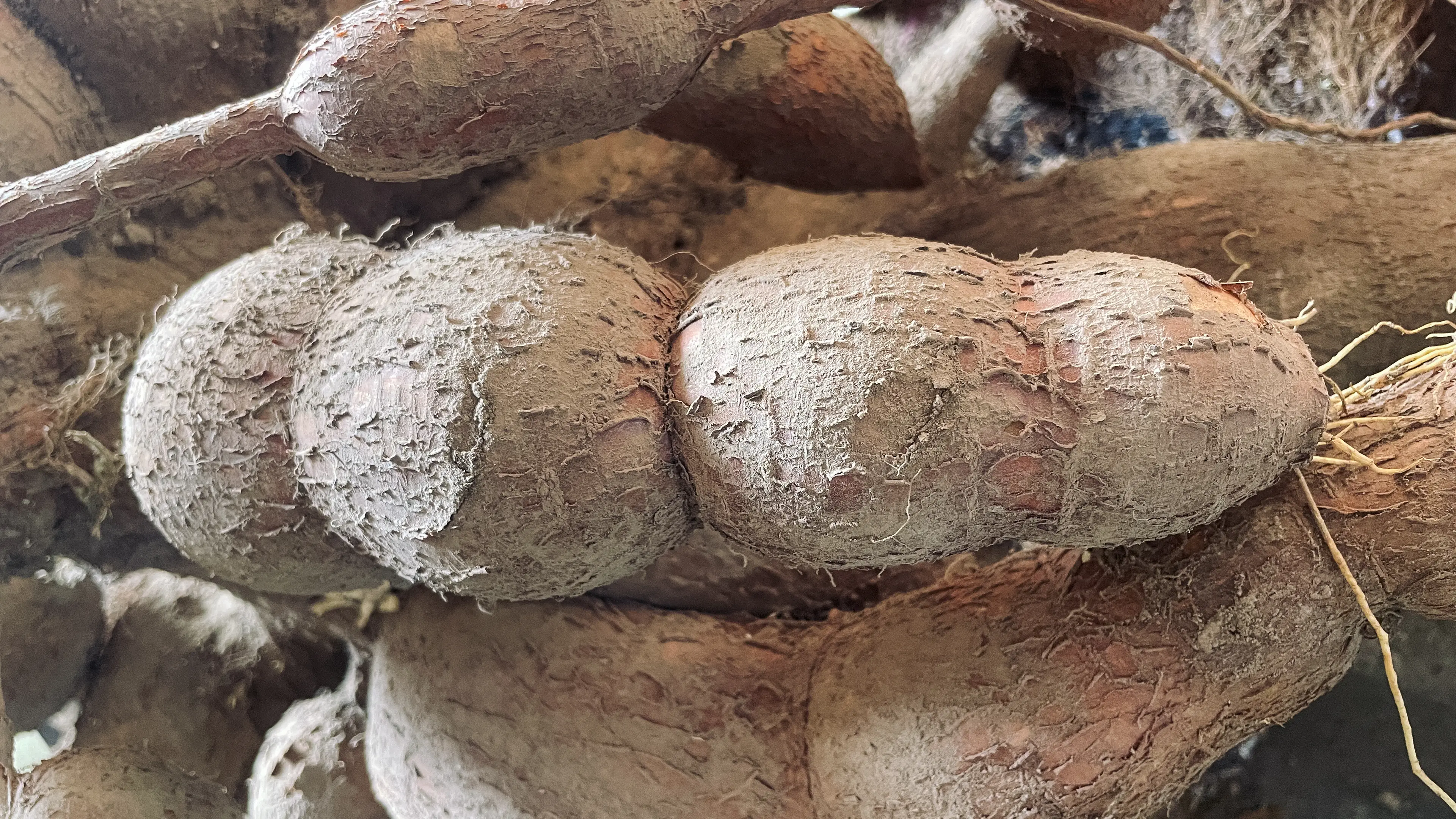 ‘World’s deadliest food’ kills more than 200 people per year and is still eaten by 500 million