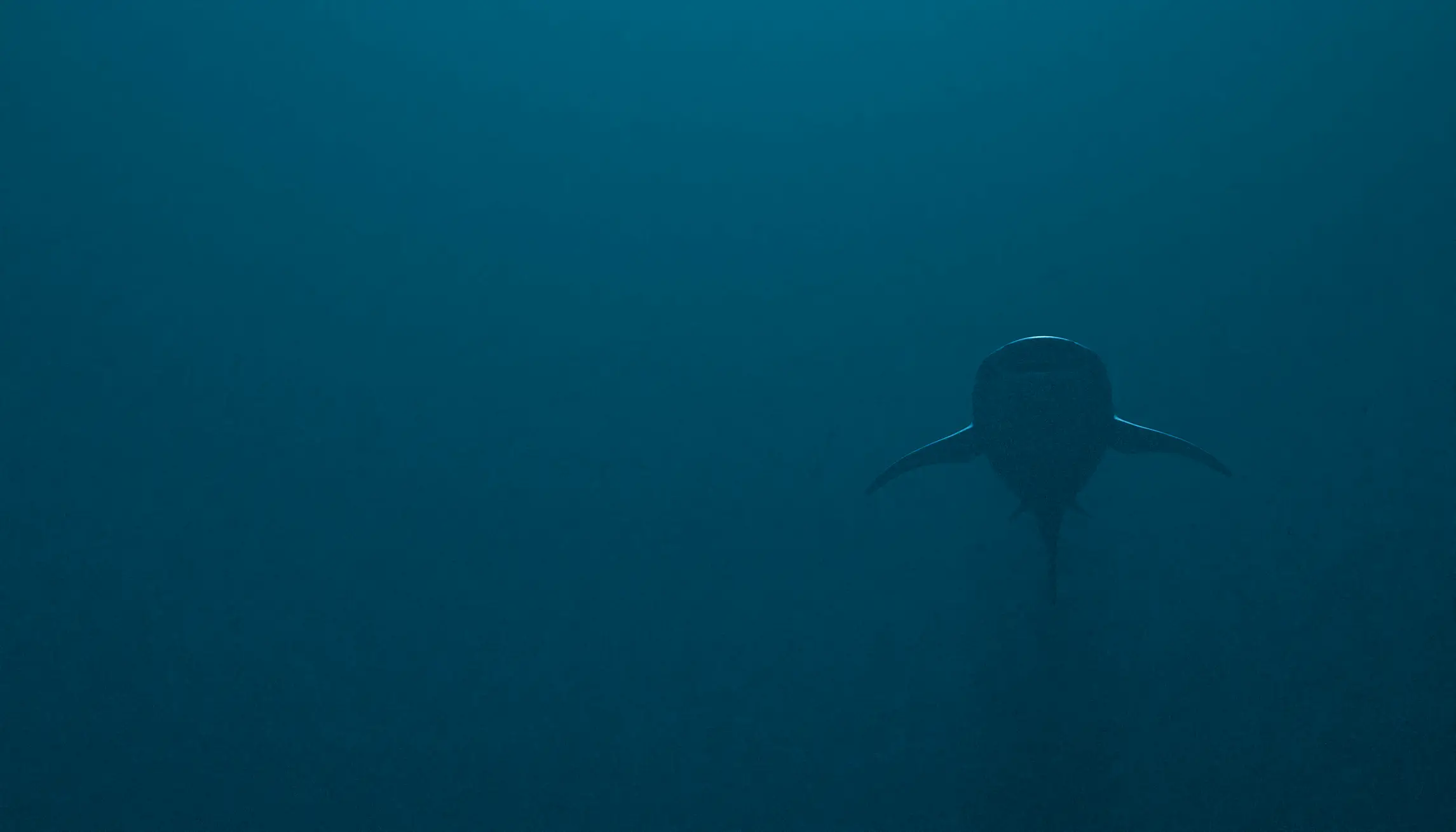 Several sharks are seen swimming past (Getty Stock Image)
