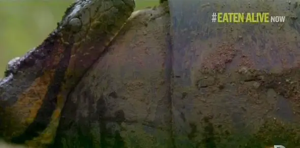 He aimed to get eaten alive by a green anaconda, but it only ended up consuming his head (Discovery Channel)