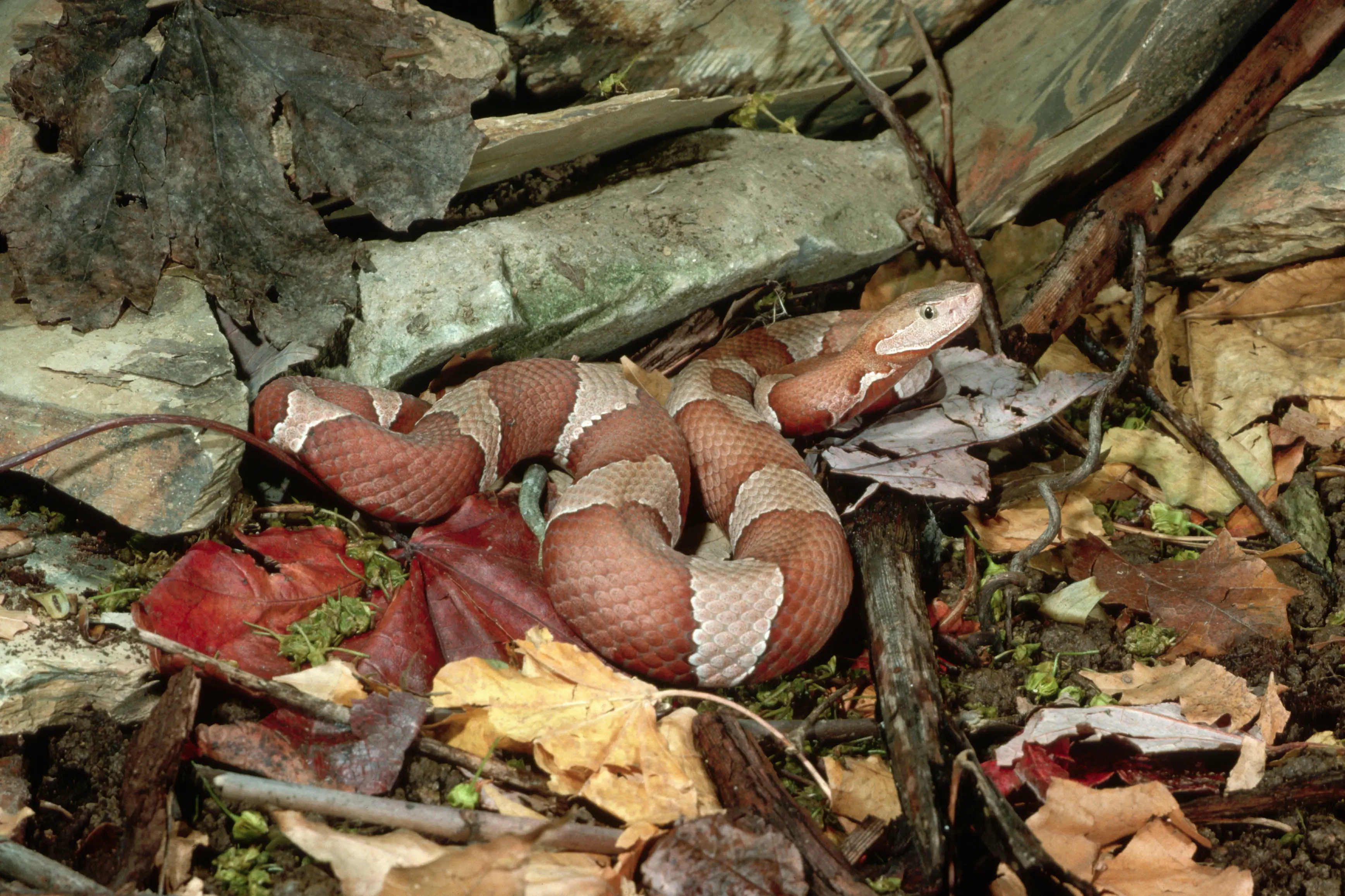 They are sneaky buggers indeed. (Getty Stock Images)