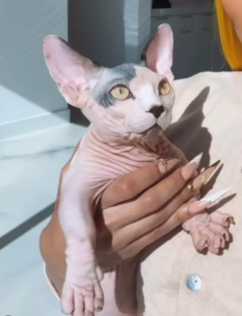The 'designer' pets suffer deformities and are plagued by health problems, Cats Protection said (Instagram/@blacchyna)