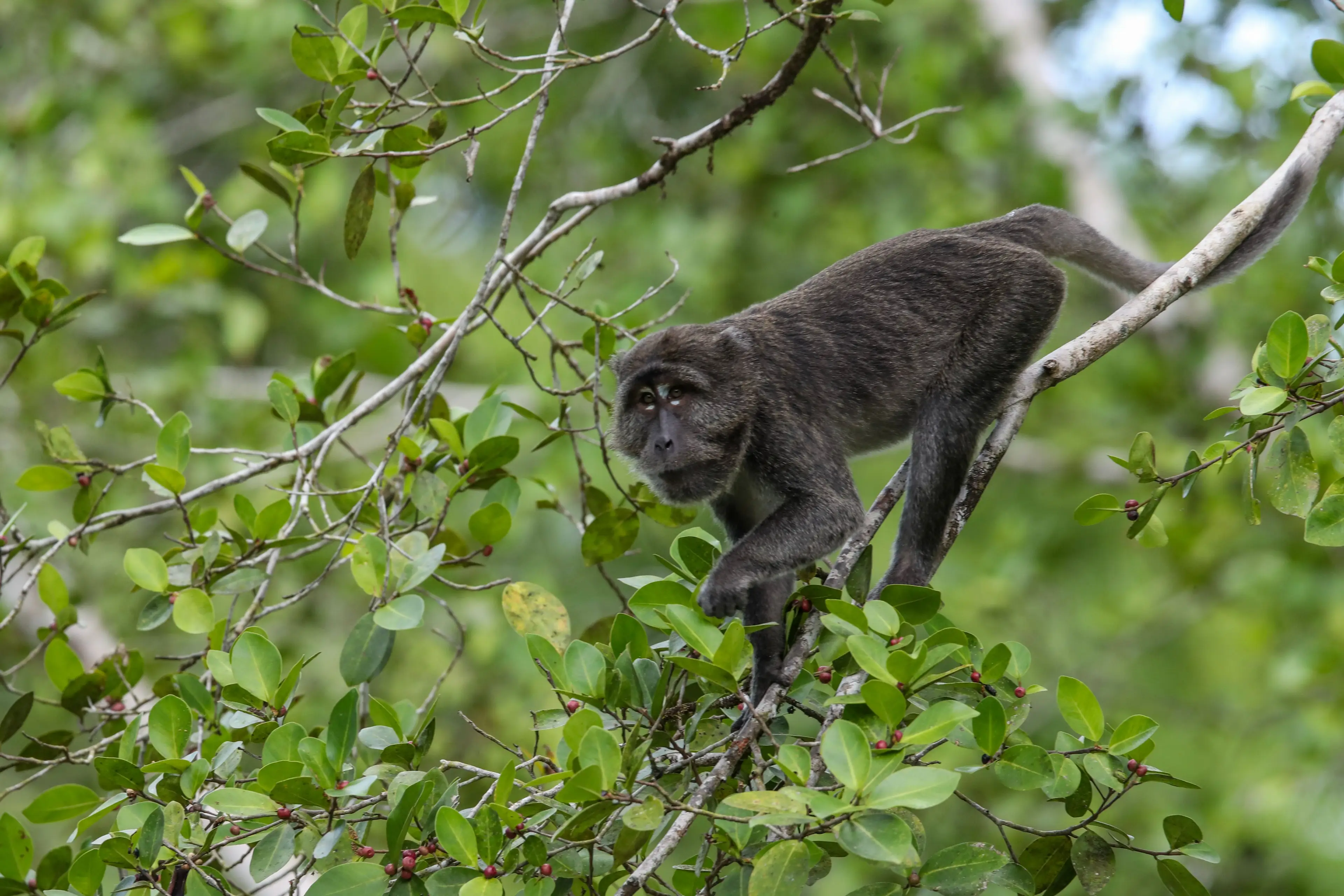 Monkeys helped the findings come to life (Roni Bintang/Getty Images)