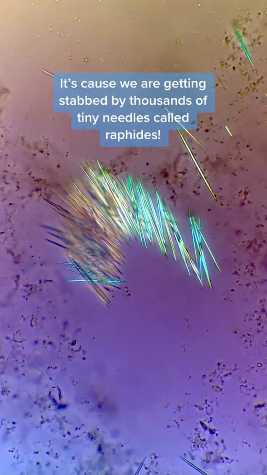 The shocking TikTok has since gone viral.