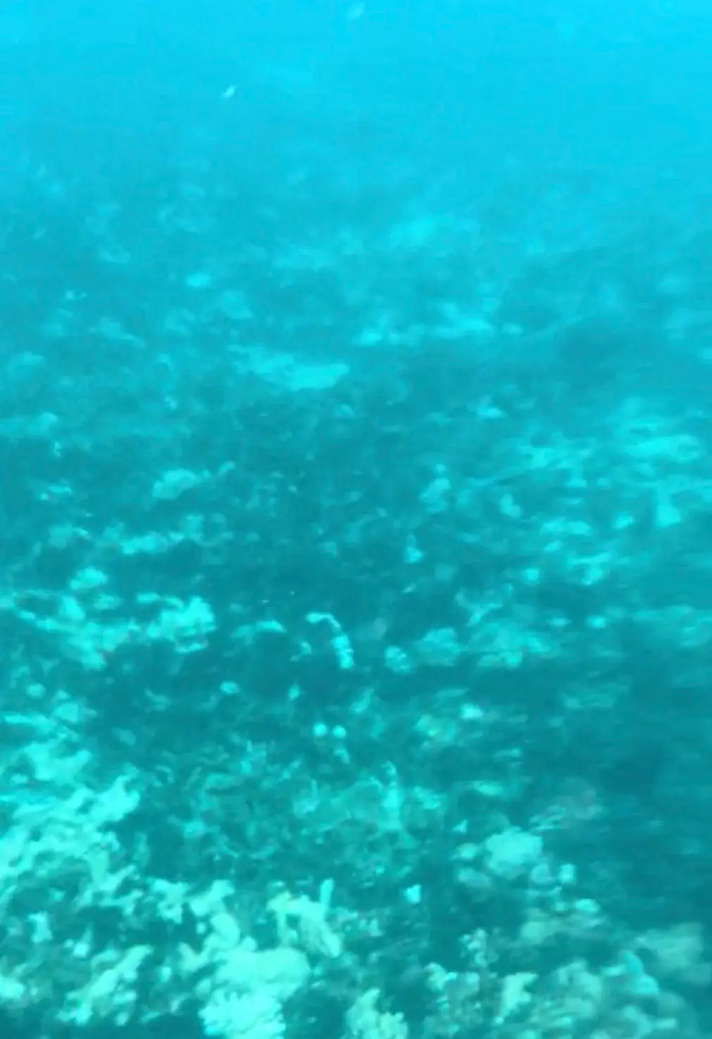 The Aussie was disappointed there was 'no colour' in the Great Barrier Reef, and that she didn't see any sea creatures.