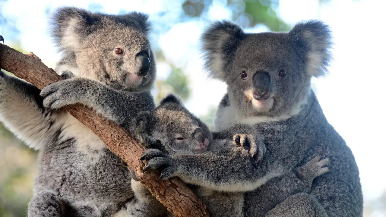 Tony Britt-Lewis/Taronga Zoo