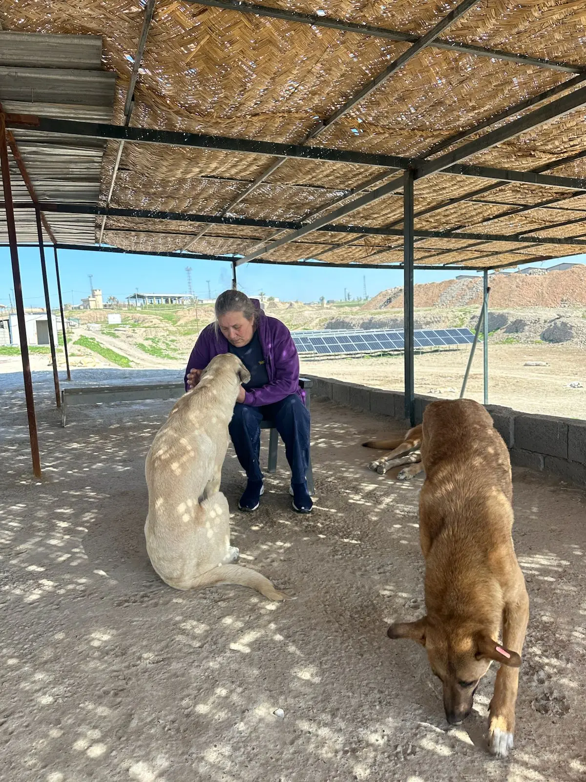 The shelter cares for hundreds of dogs. (Louise Hastie)