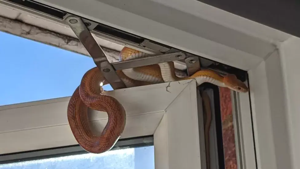 The snake was hiding in the window pane.