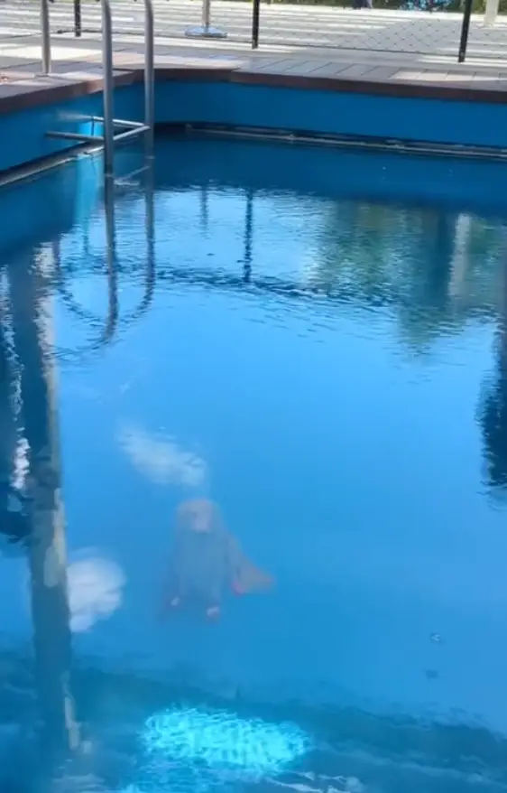 Nothing to see here, just a dog defying the laws of physics. (TikTok/it_is_a_pancake_life)