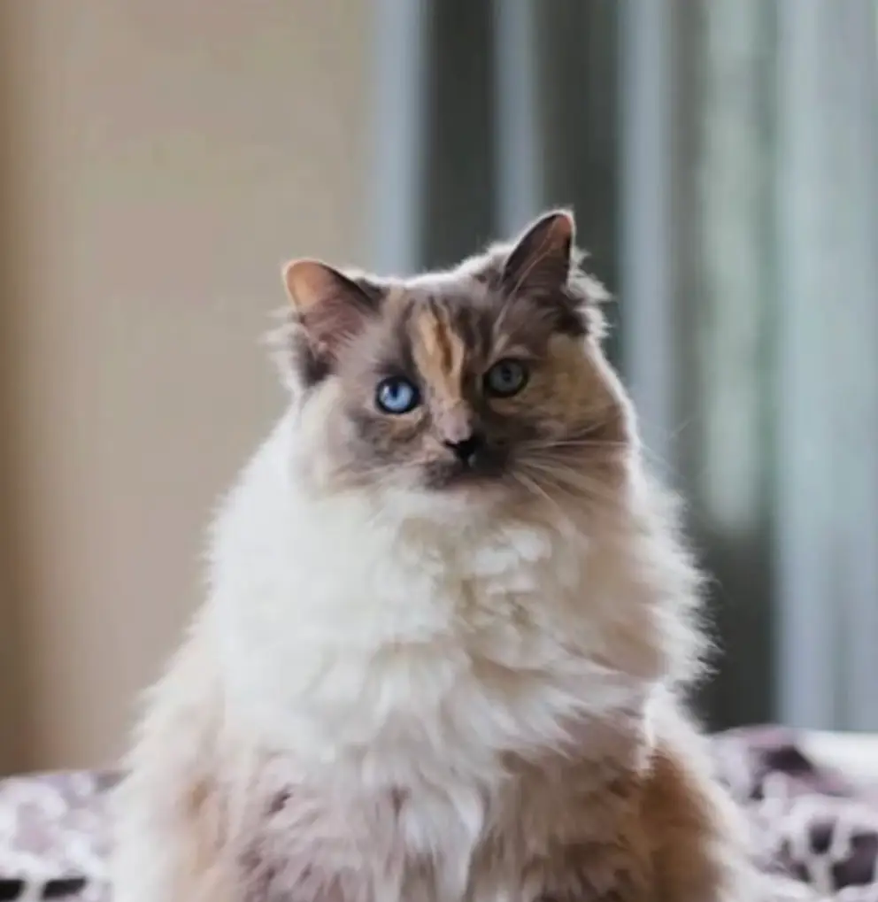A separate allegedly incident at the same vets involved Annie the cat (FOX 5 Atlanta/YouTube) 