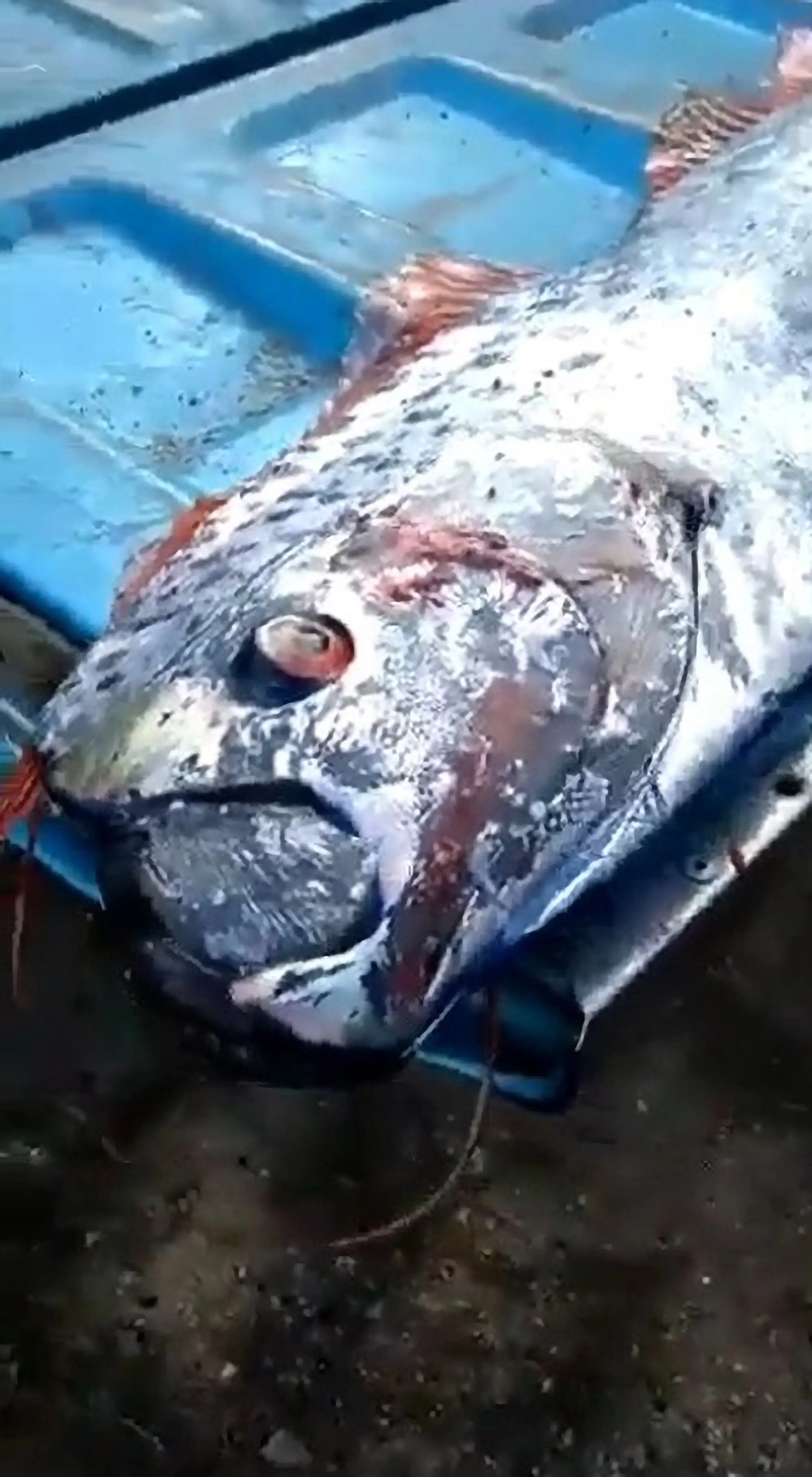 The fish are thought to be a bad omen.