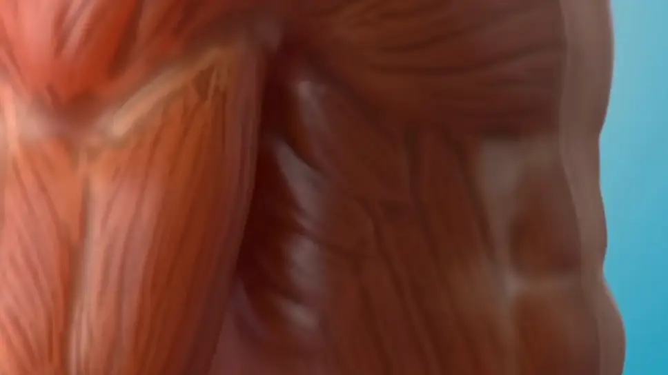 YouTube/@theanatomylab