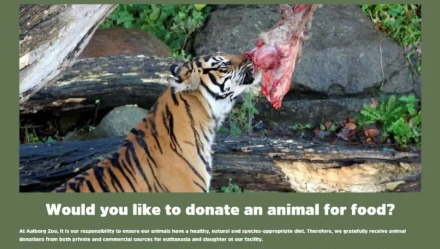 Aalborg Zoo accepts 'healthy' livestock so it can feed its captive predators (Aalborg Zoo)