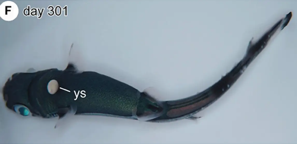 Japanese scientists created an artificial womb for sharks. (Frontiers in Fish Science)